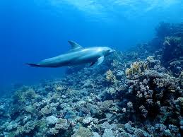 dark brown jeans dark brown jeans